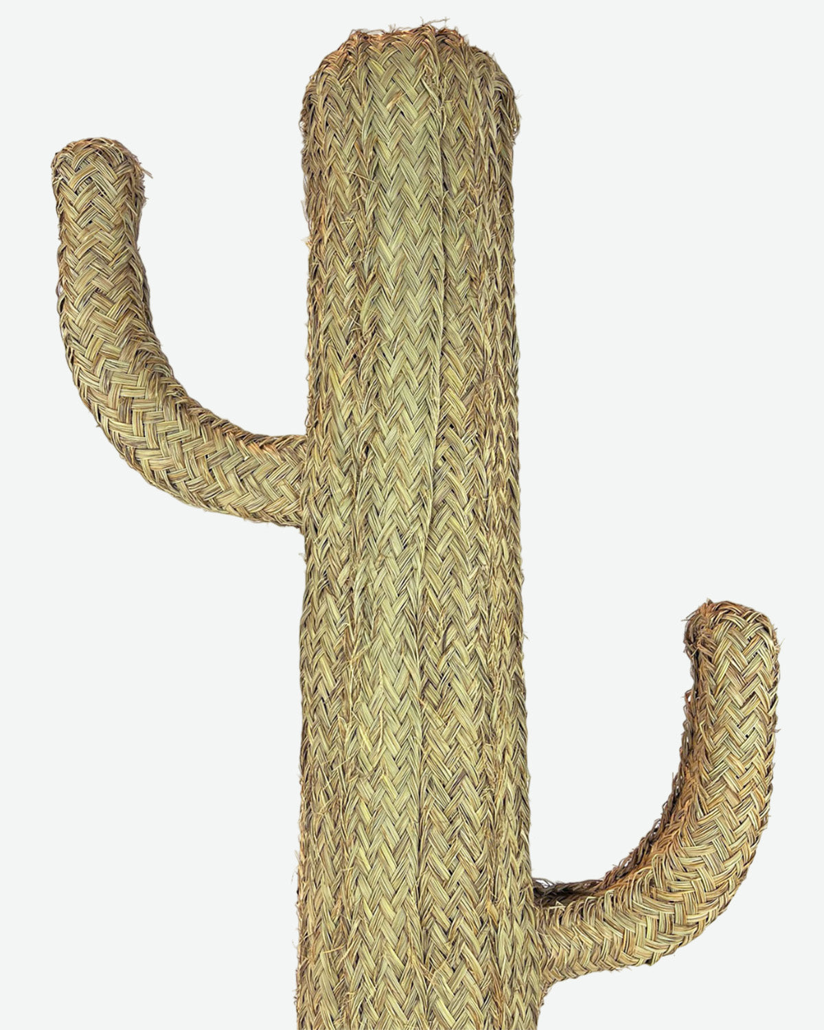 Cactus Teide